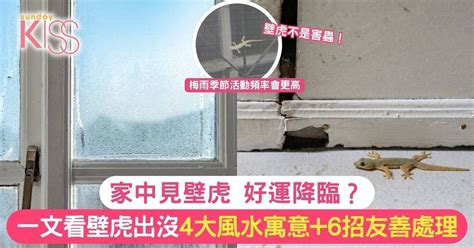 壁虎 風水|家中見壁虎 好運降臨？一文看壁虎出沒4大風水寓意+6。